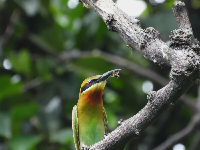 Gespotte Blauwstaartbijeneter