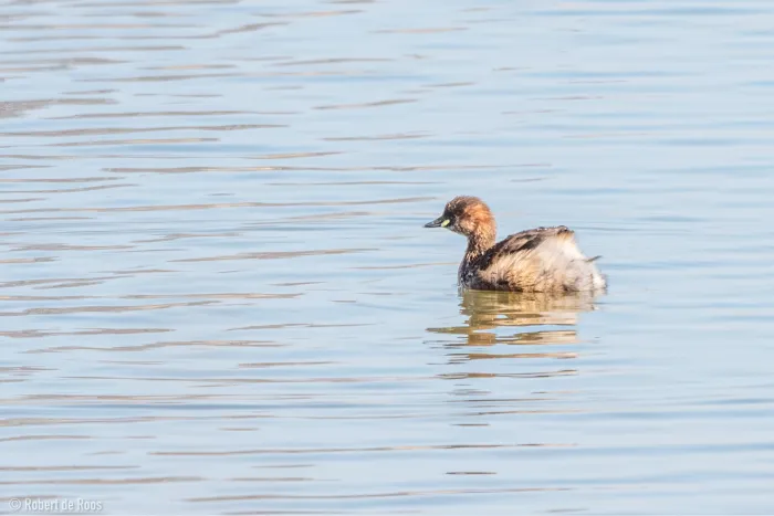 Spotted Little Grebe