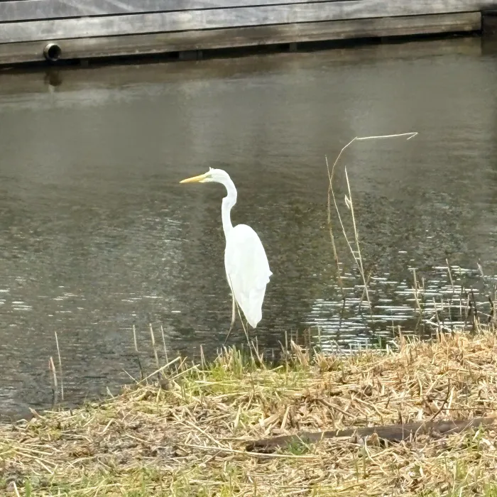 Spotted Little Egret