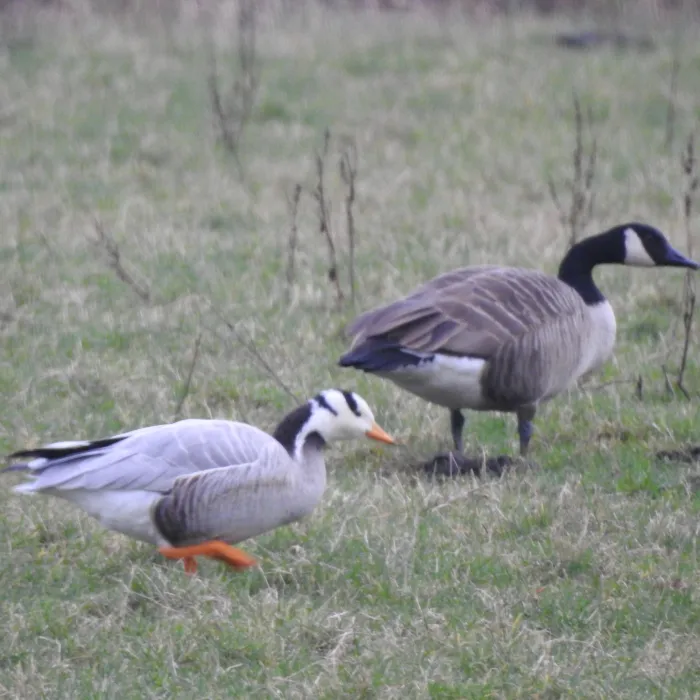 Gespotte Indische gans