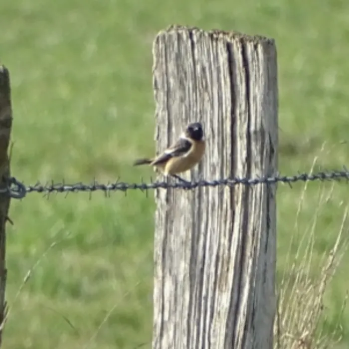 Spotted European Stonechat