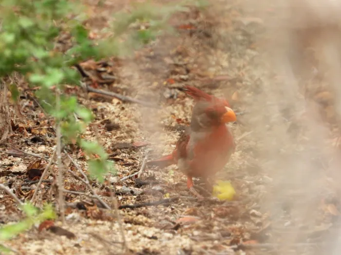 Spotted Pyrrhuloxia