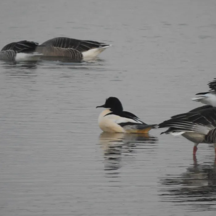 Spotted Common Merganser