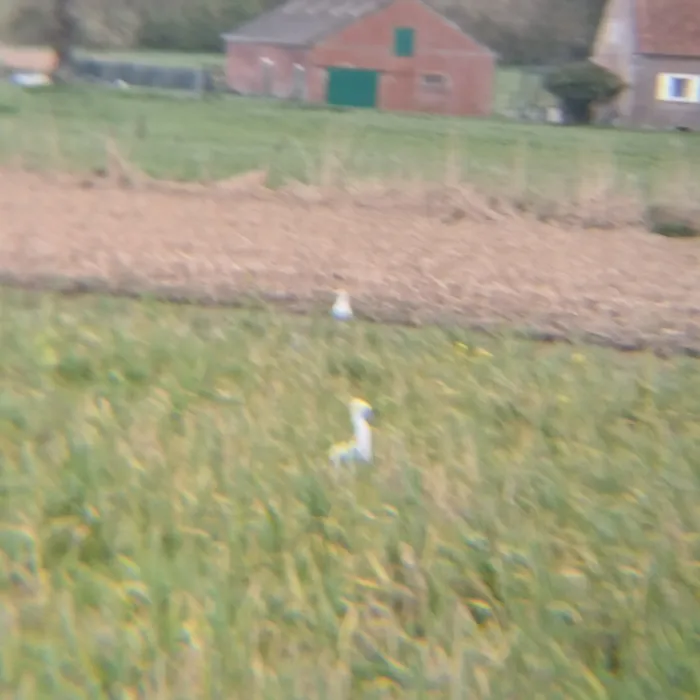 Gespotte Kleine zilverreiger