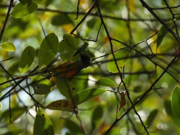 Gespotte Oranjebuikhoningvogel