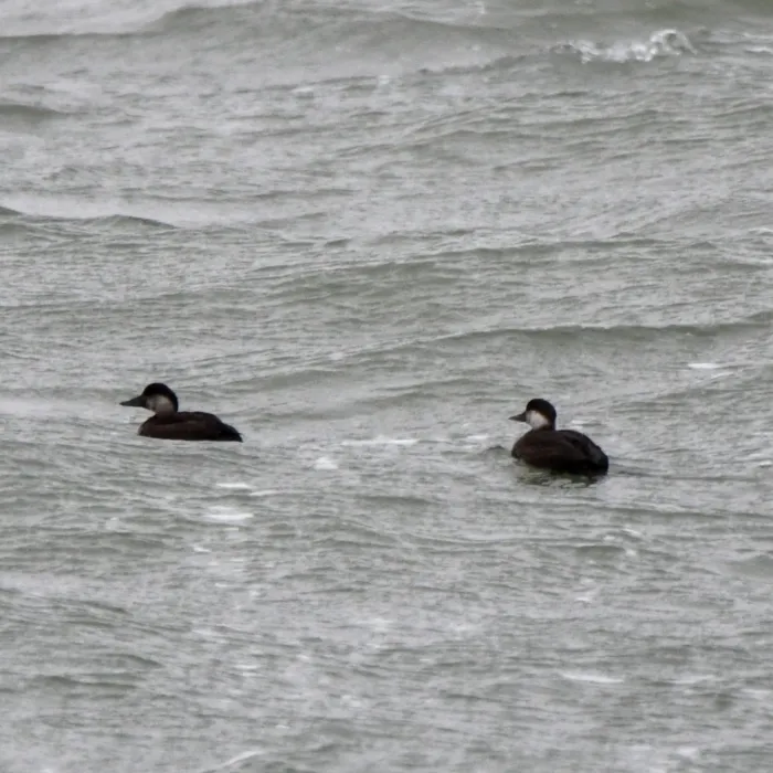 Spotted Common Scoter
