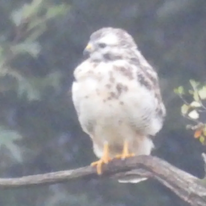 Waargenomen Buizerd