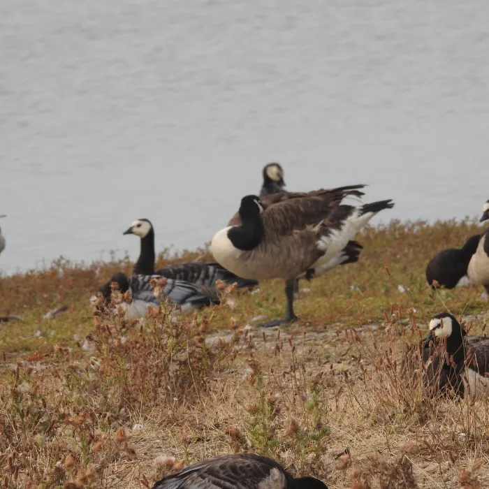 Spotted Canada Goose