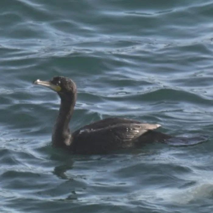 Spotted Cape Cormorant