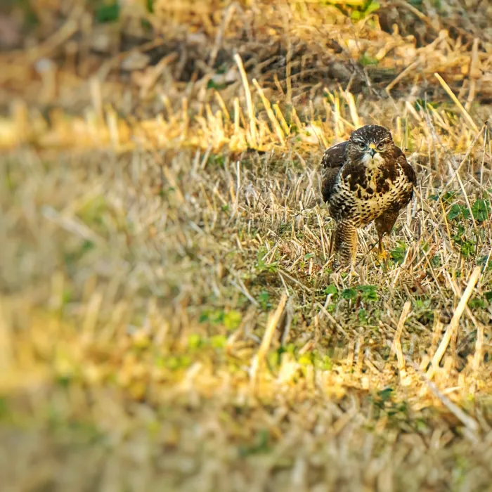 Buizerd
