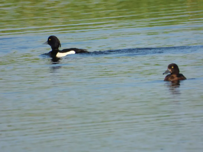 Spotted Tufted Duck