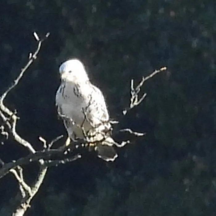 Waargenomen Buizerd