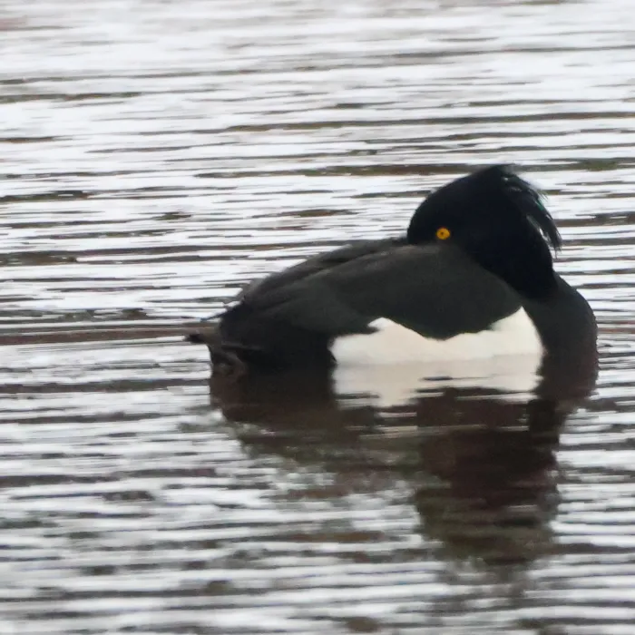 Spotted Tufted Duck