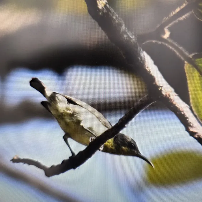 Gespotte Purperstuithoningzuiger