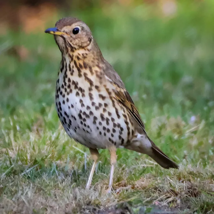 Song Thrush