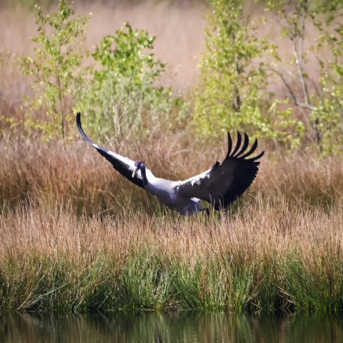 Spotted Common Crane
