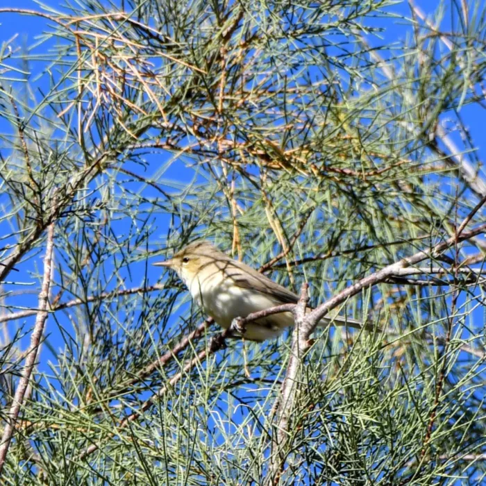 Gespotte Oostelijke vale spotvogel
