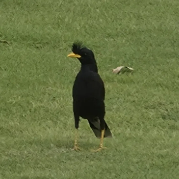 Gespotte Grote maina