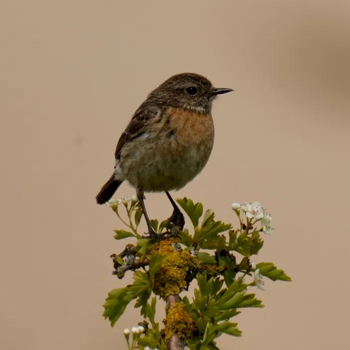 Spotted European Stonechat