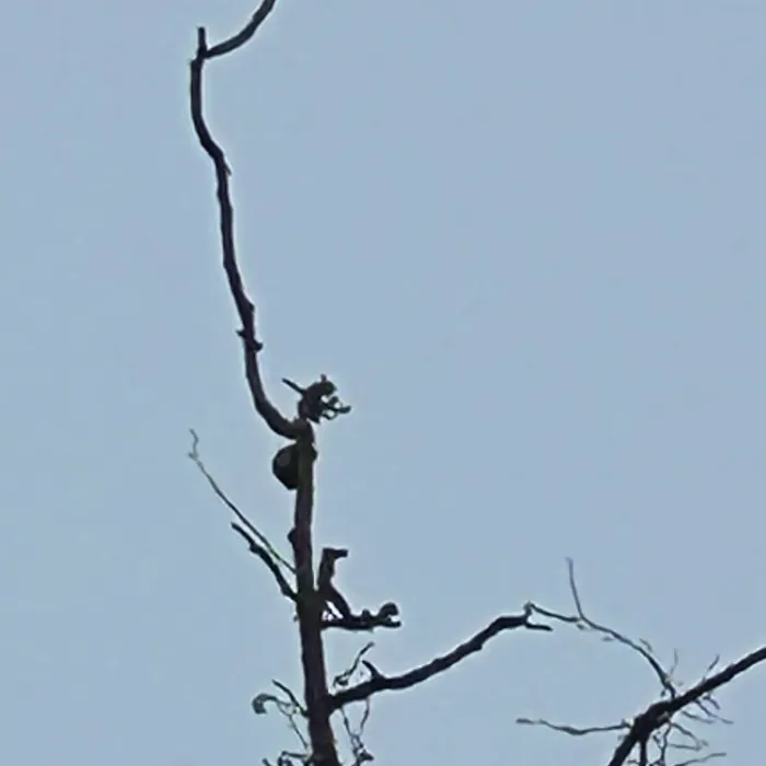 Spotted Great Spotted Woodpecker