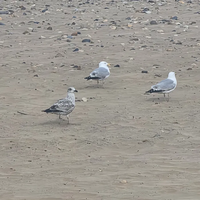 Gespotte Zilvermeeuw