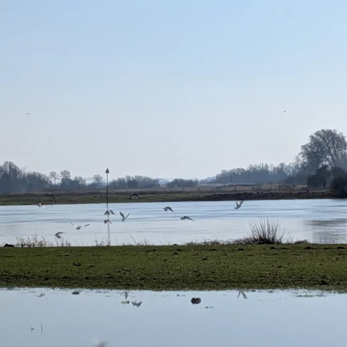 Gespotte Scholekster