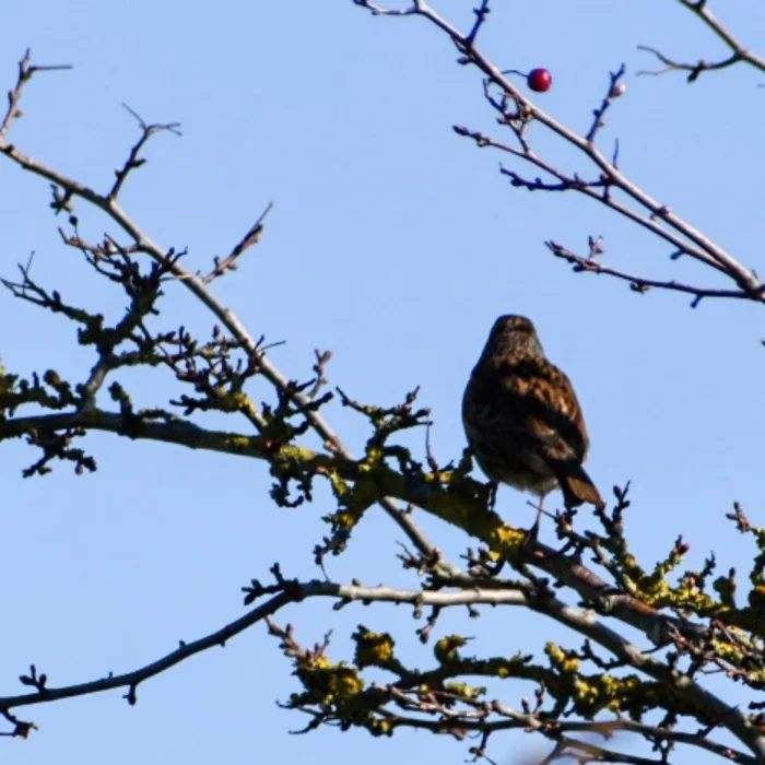 Spotted Dunnock