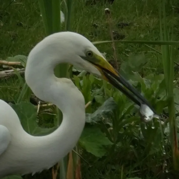 Spotted Great Egret