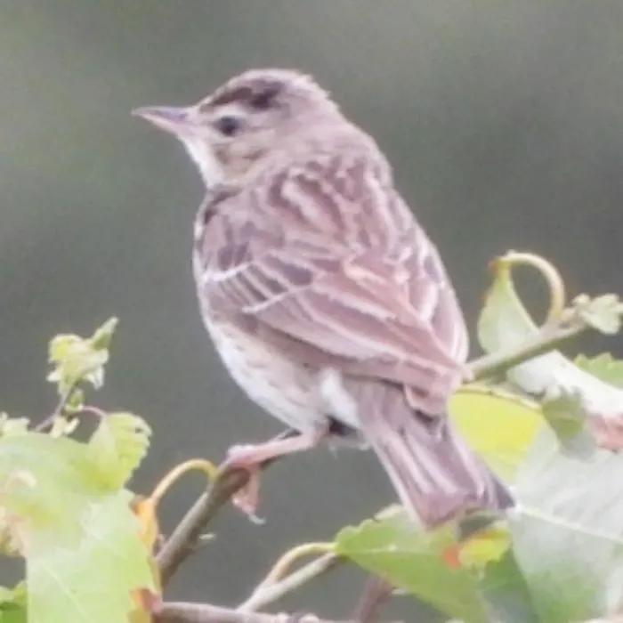 Spotted Tree Pipit
