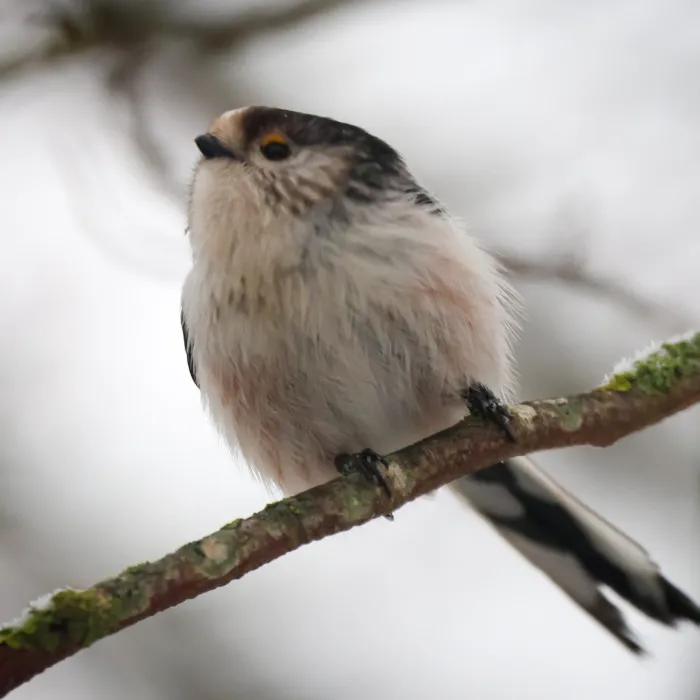 Spotted Long-tailed Tit