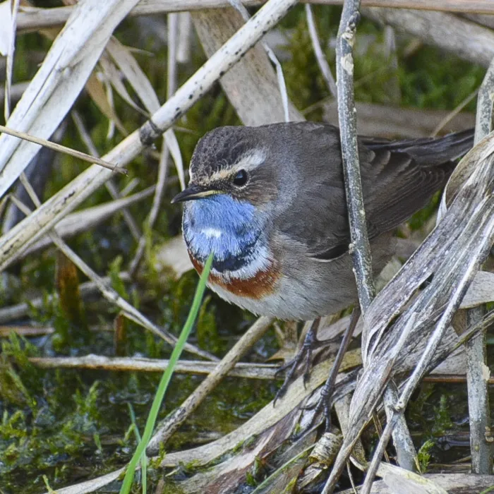 Bluethroat