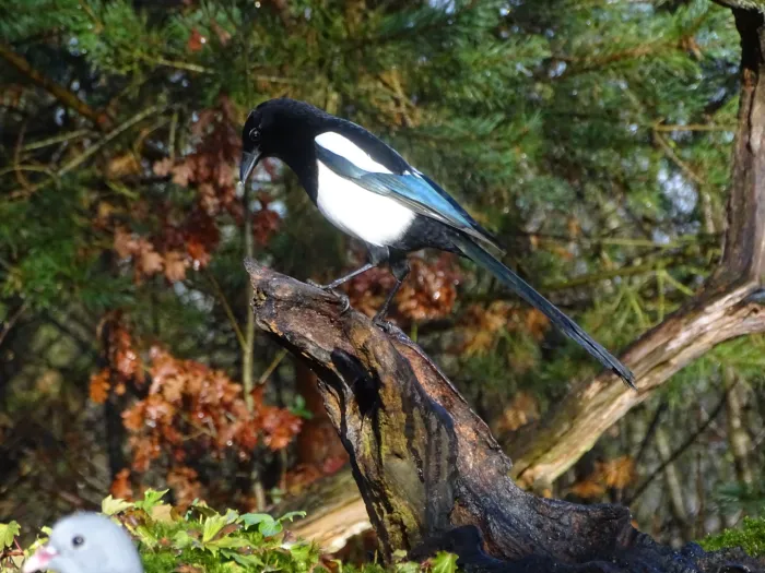 Eurasian Magpie