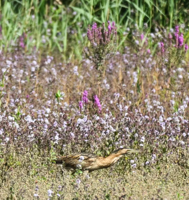 Spotted Eurasian Bittern