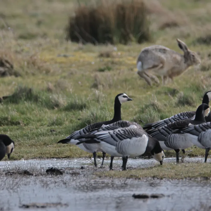 Spotted Barnacle Goose