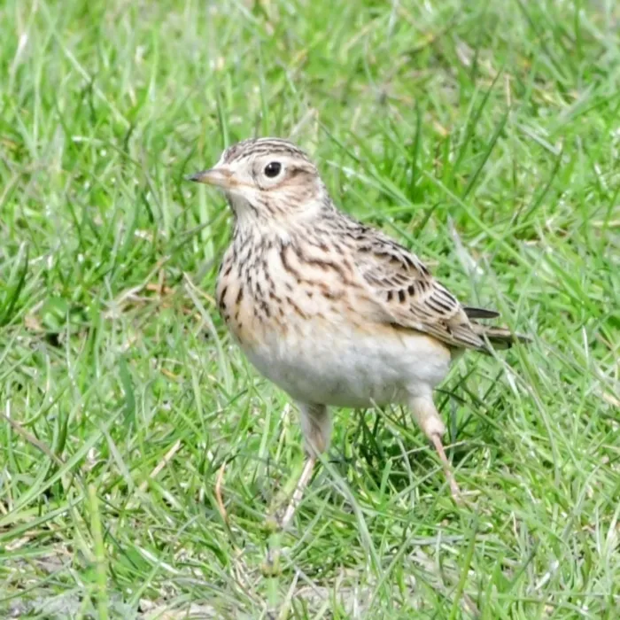 Spotted Eurasian Skylark