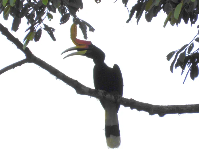 Gespotte Gewone neushoornvogel