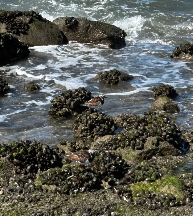 Spotted Ruddy Turnstone