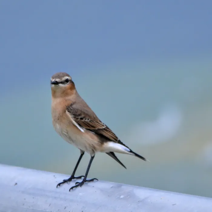 Spotted Northern Wheatear
