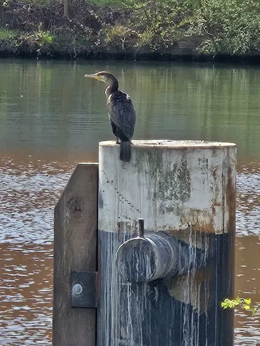 Spotted Great Cormorant