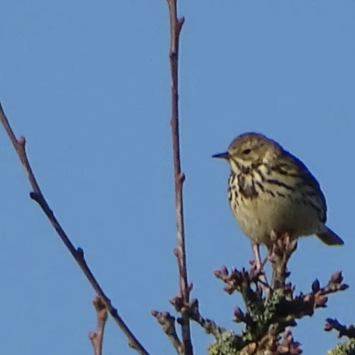Spotted Meadow Pipit