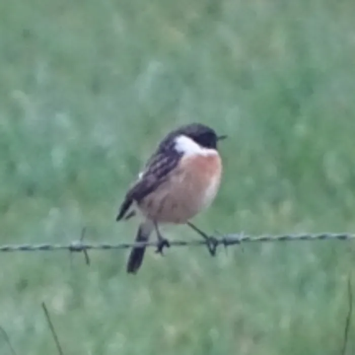 Spotted European Stonechat
