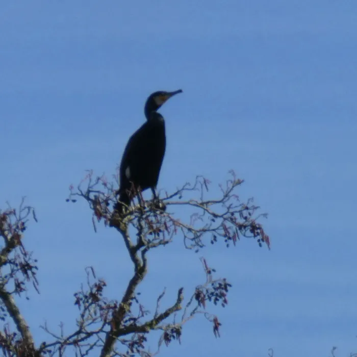 Great Cormorant