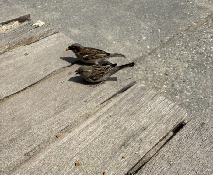Spotted House Sparrow