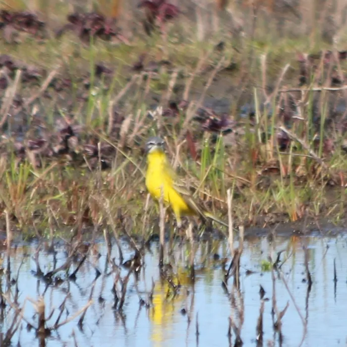 Spotted Western Yellow Wagtail