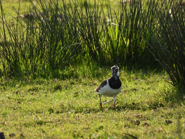 Spotted Northern Lapwing