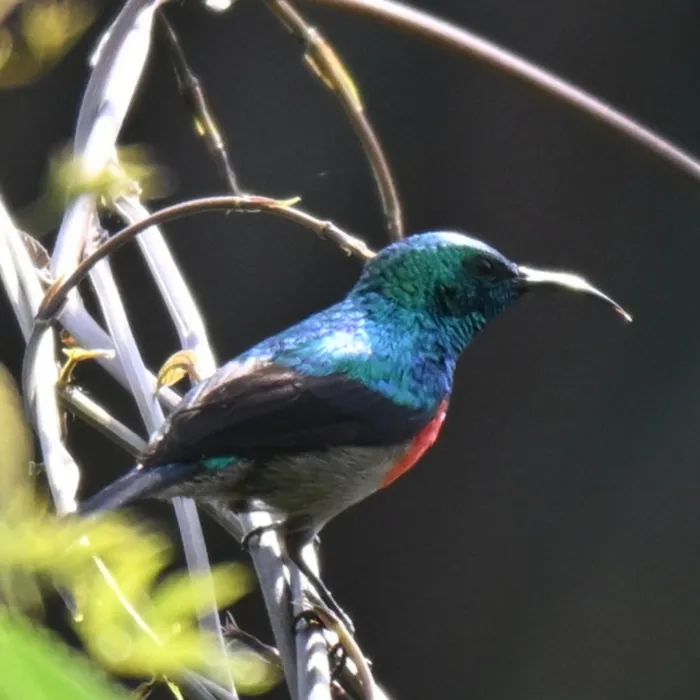 Spotted Olive-bellied Sunbird