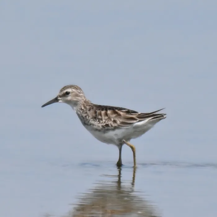 Gespotte Taigastrandloper