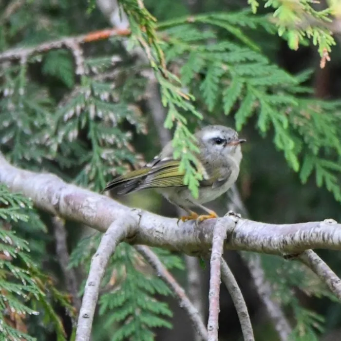 Spotted Golden-crowned Kinglet