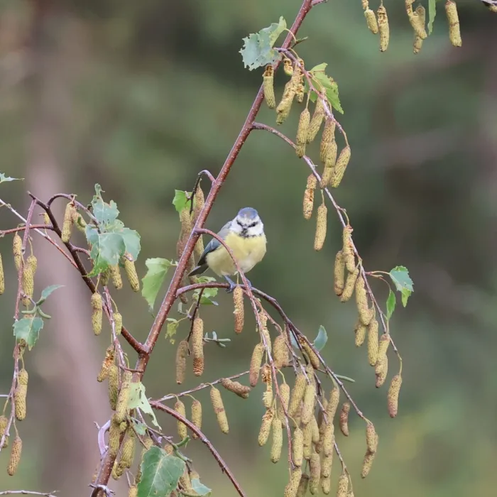 Spotted Eurasian Blue Tit