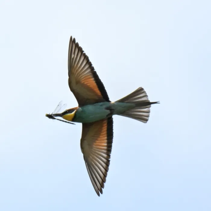 Spotted European Bee-eater